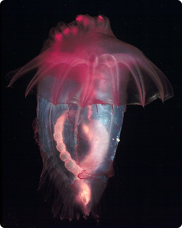 pink sea cucumber - Sea cucumber, Marine life, Video, Longpost