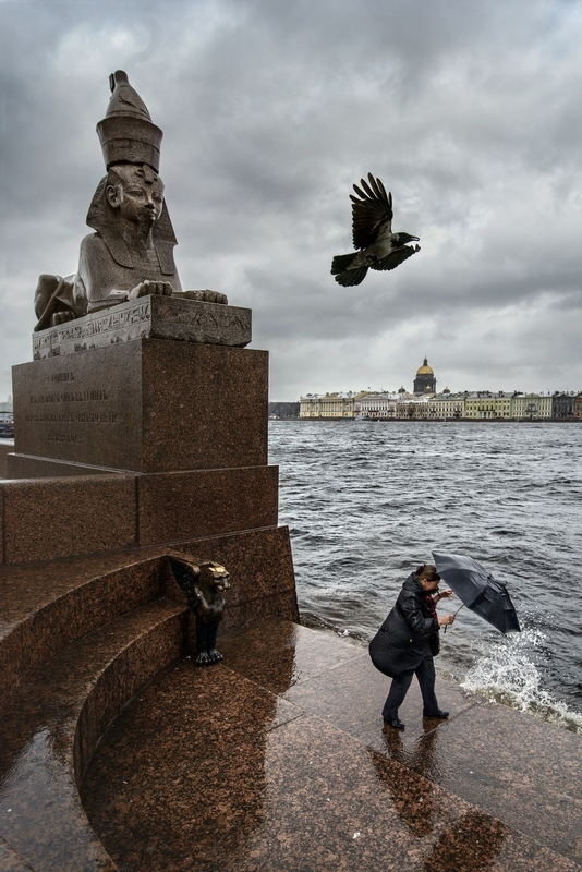 November in St. Petersburg - Saint Petersburg, Sphinx, Neva, Crow