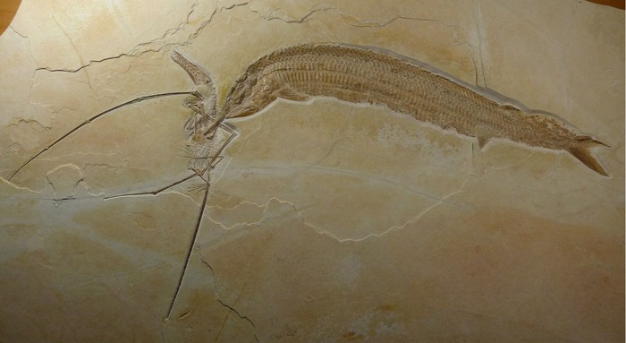   .    ,     . , , Aspidorhynchus, Fossil, 