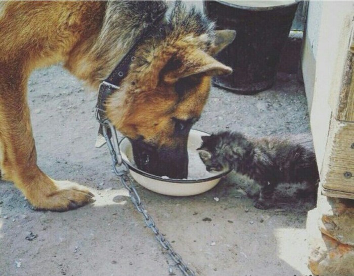 What's delicious in there? - The photo, cat, Dog, Milota, Divided