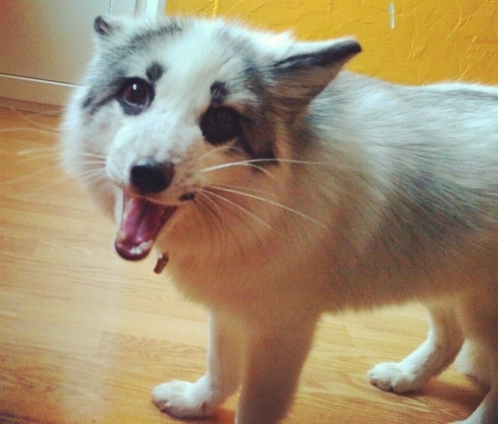 Rock, pubescent by winter, becomes a fluffy wiener :) - My, , Fox, marble fox, Fyr, Fluffy, , Domestic fox, Animals