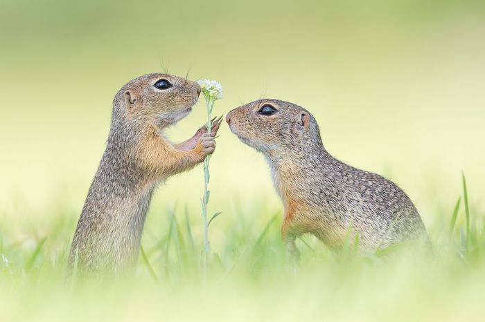 ""  , , , The National Geographic