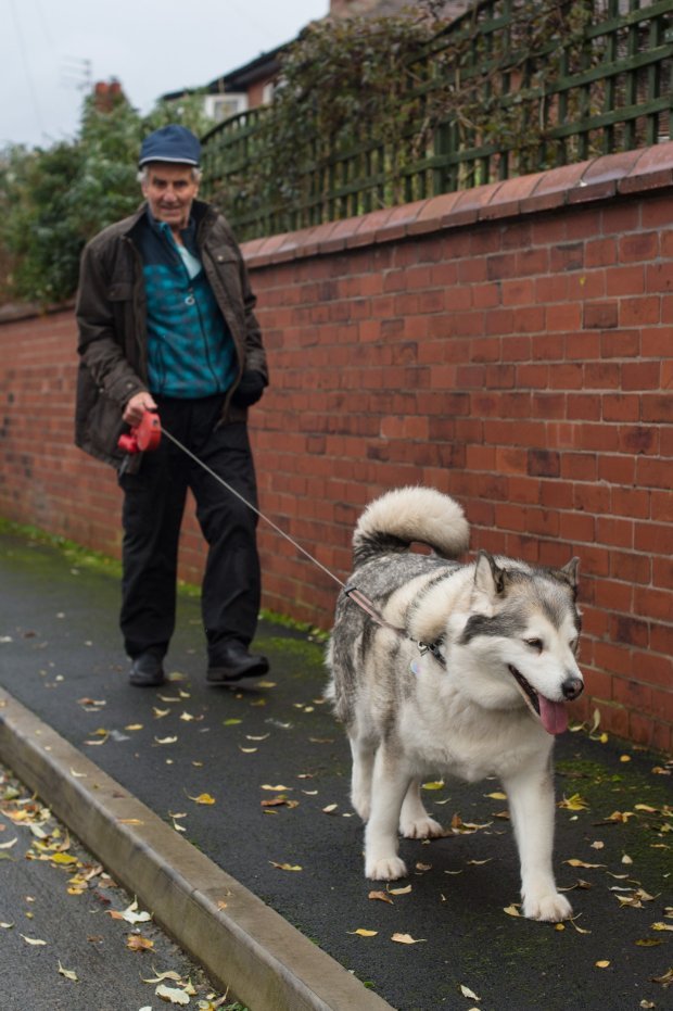 A moment of good news :) - Images, Dog, Good boy, Longpost, news, Good news
