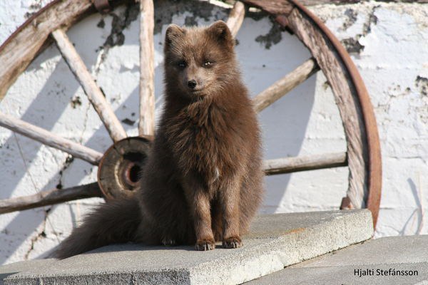 Коричневый песец :) - Лиса, Песец, Коричневый, Животные, Фотография