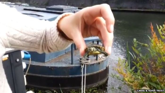 This wild, wild, very wild London. - BBC, Animals, London, Reportage, Deer, Turtle, Thames, Longpost, Deer