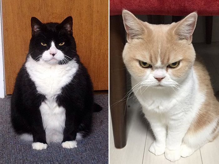 Disgruntled cats... - Tired of, cat, Honestly stolen, Longpost