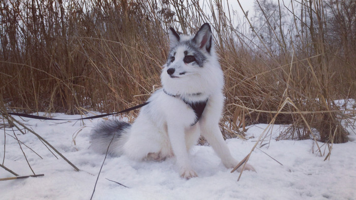 Winter fox :) - My, Fox, Pets, Domestic fox, marble fox, Fyr, Animals, Pet, Pet