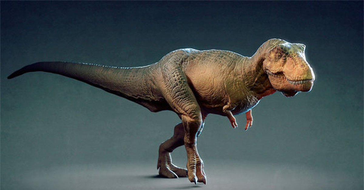 Тирекс король динозавров. Тираннозавр рекс. Тираннозавр рекс лапы. Передние лапы тираннозавра Рекса. Маленький Тираннозавр рекс.