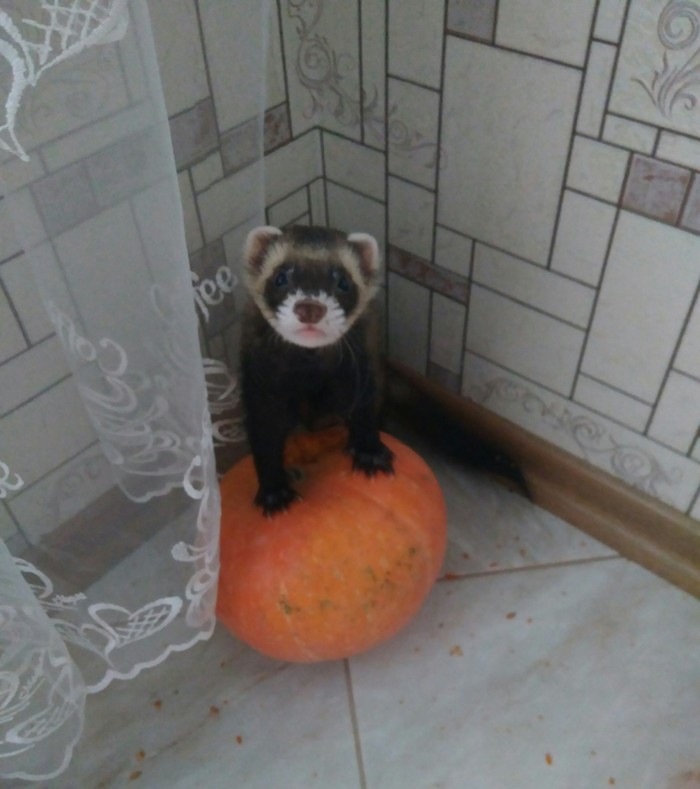 I found you a carriage to the ball! How delicious is she.. - My, Ferret, Pumpkin, Coach, Milota