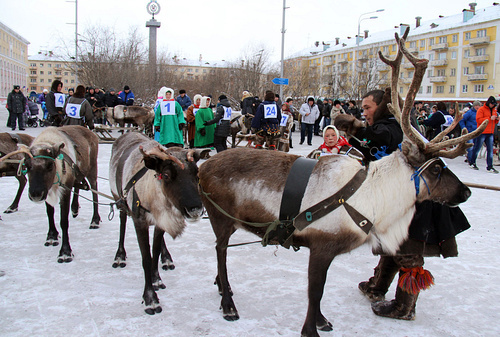 Reindeer teams will rush through the streets of Vorkuta - My, Deer, Competitions, Reindeer, Longpost, Deer