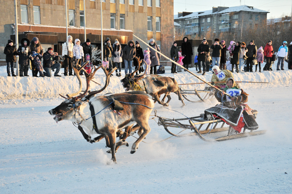 Reindeer teams will rush through the streets of Vorkuta - My, Deer, Competitions, Reindeer, Longpost, Deer