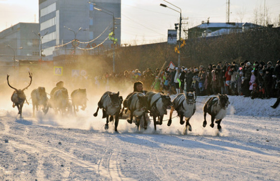 Reindeer teams will rush through the streets of Vorkuta - My, Deer, Competitions, Reindeer, Longpost, Deer