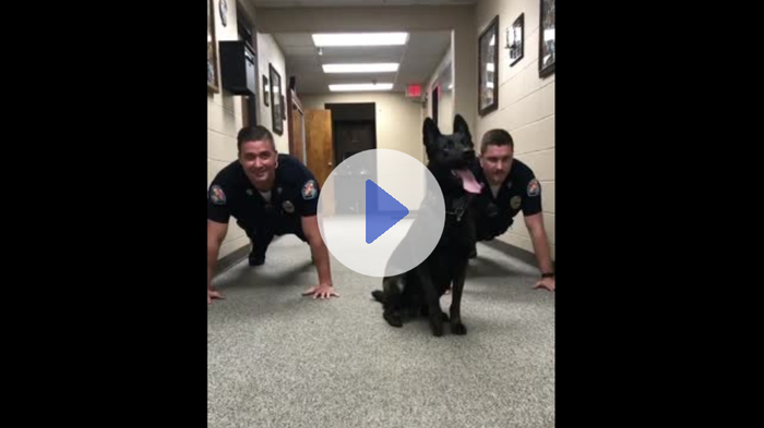 Полицейский пес поотжимался под саундтрек к «Рокки»