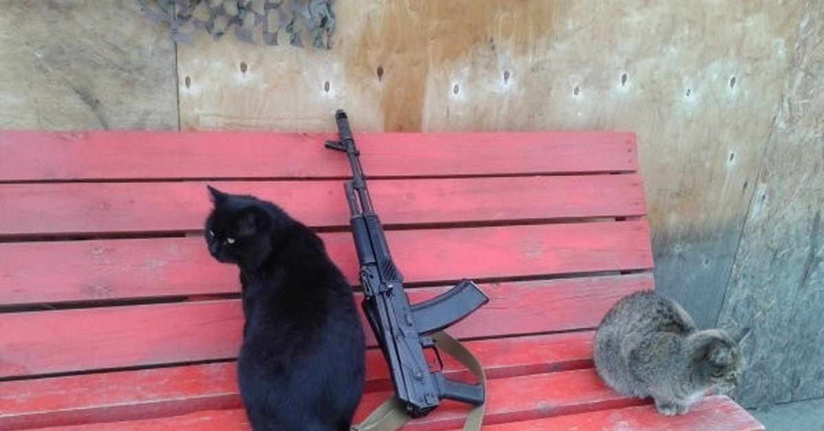 Котик с автоматом картинки