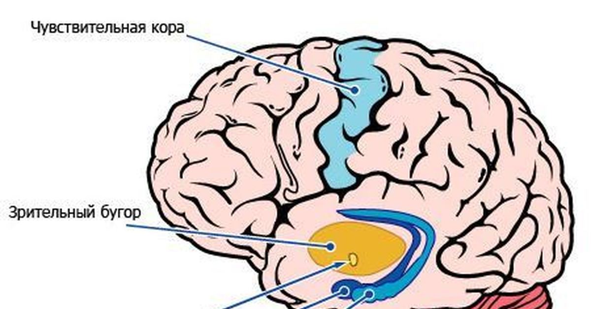 Тревожный мозг читать. Миндалевидное тело в головном мозге структура. Участки мозга. Мозг и эмоции. Центр эмоций в головном мозге.