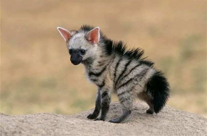 It's hard to guess who will grow out of this baby - Fauna, Animals, Aardwolf, Milota, The beast, Nature, wildlife, , Longpost