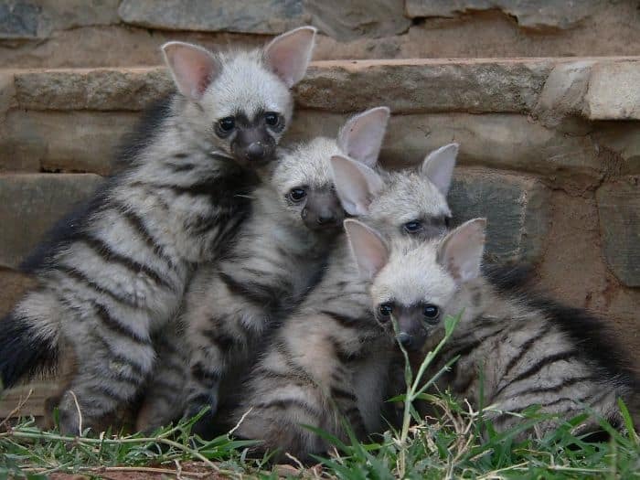 It's hard to guess who will grow out of this baby - Fauna, Animals, Aardwolf, Milota, The beast, Nature, wildlife, , Longpost