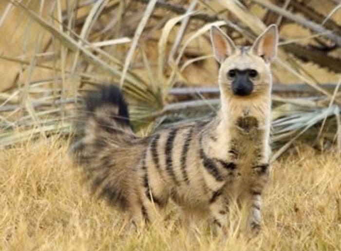 It's hard to guess who will grow out of this baby - Fauna, Animals, Aardwolf, Milota, The beast, Nature, wildlife, , Longpost