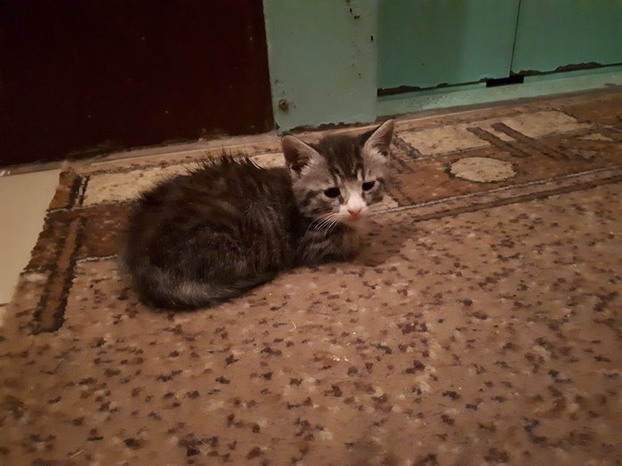 Kitten is looking for a home (St. Petersburg) - My, cat, Shelter, Lost, Saint Petersburg