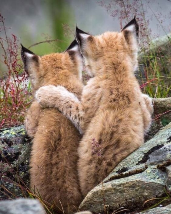 - Я отвлекаю Барбоса, ты хватаешь гуся!