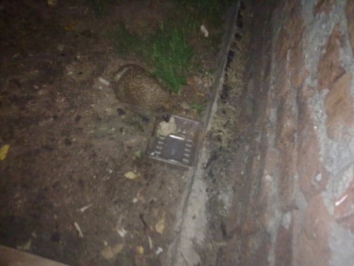 A family of hedgehogs is visiting us) - My, Milota, Fyr, Wild animals, Hedgehog, In the animal world, Animals, Longpost