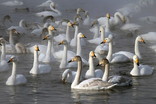 Swans on an ice-free lake - Swans, Swan Lake, Altai region, Nature, Russia, Winter, Wintering, Lake, Longpost