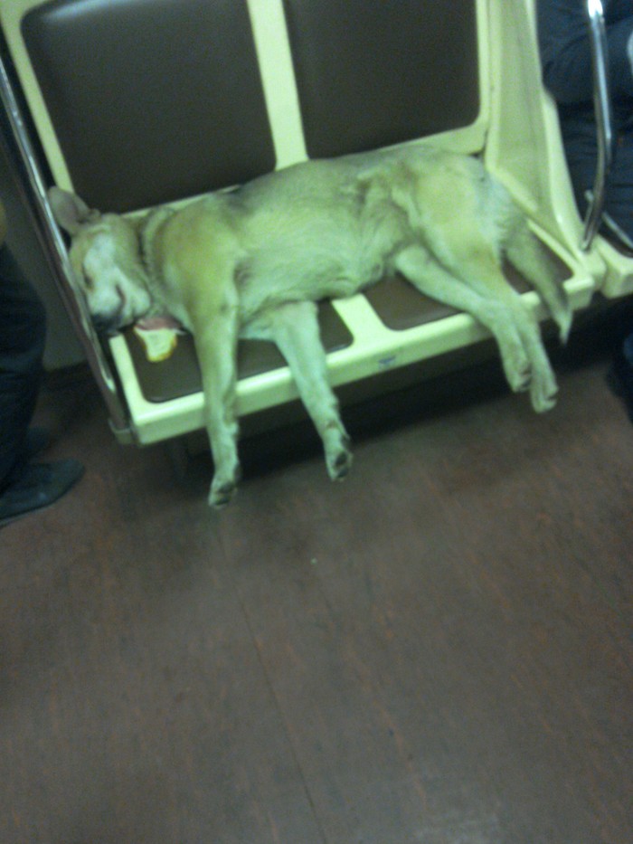 Tonight on the subway - Metro, Dog