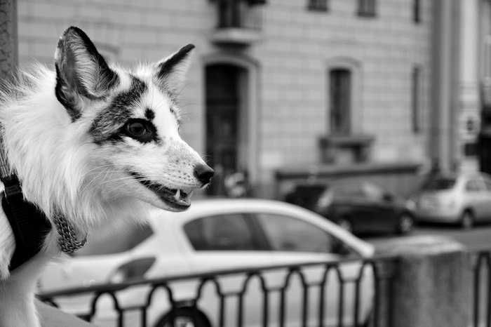 Foxes on a walk in the center of St. Petersburg :) - Fluffy, Fox Rock, Saint Petersburg, Fox, marble fox, Fyr, Animals