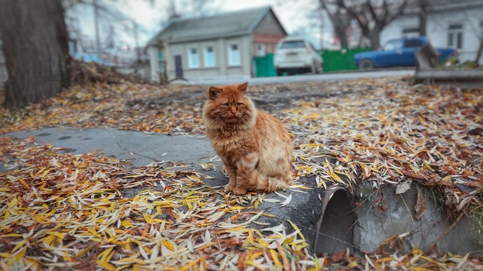 Встретил такого грустного котэ. Почти лев - Моё, Осень, Лев, Кот, Грусть