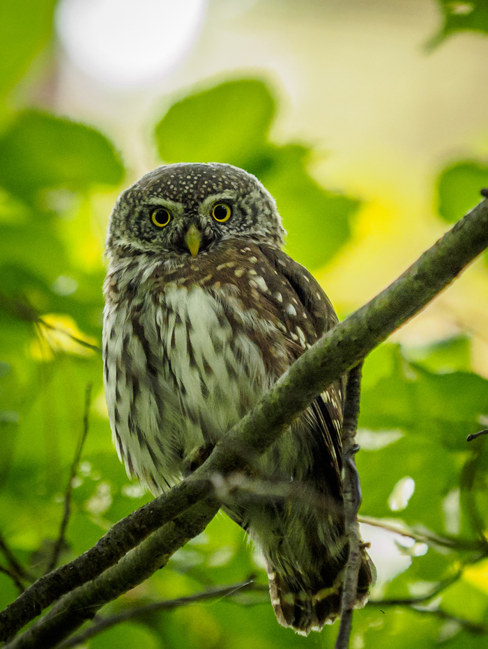 Sparrow owl - My, Longpost, Owl, , Sparrow owl, Owl, Photo hunting