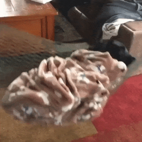 1511553085117437847.gif