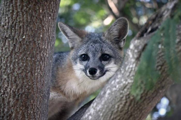 Hey! - Fox, Animals, The photo, Grey Fox