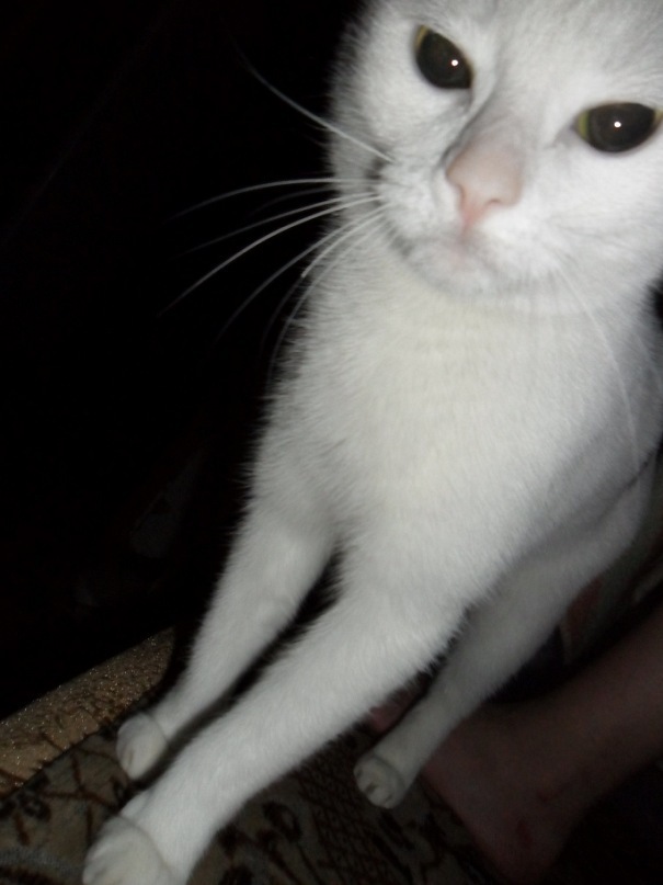 Our cat Dulcinea - My, cat, Catomafia, Longpost