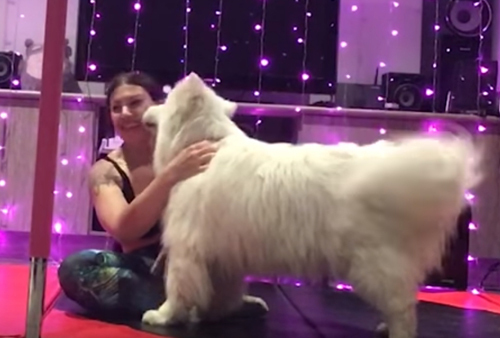 Kissing dogs interfere with owner during yoga class - Agronews, Yoga, Pet, Dog, Animals, Break, Friday, Video, Pets