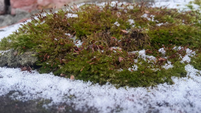 First snow and some moss - My, Mobile photography, The photo, Snow, Autumn, Beginning photographer