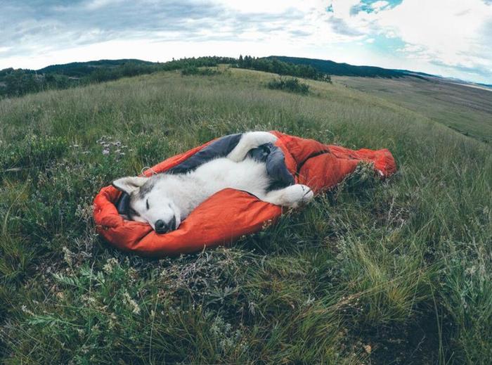 Z - care - Dog, Dream, Sleeping bag, Nature, Dog lovers, Care