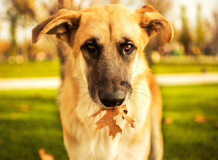 Autumn dogs - My, Dog, Krasnodar, Autumn, Foliage