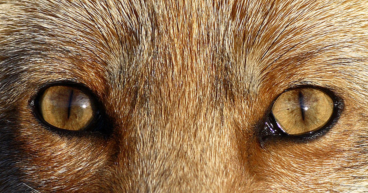 Какие глаза у зверей. Зрачок лисы. Зрачок Льва. Глаза животных. Глаза лисицы.