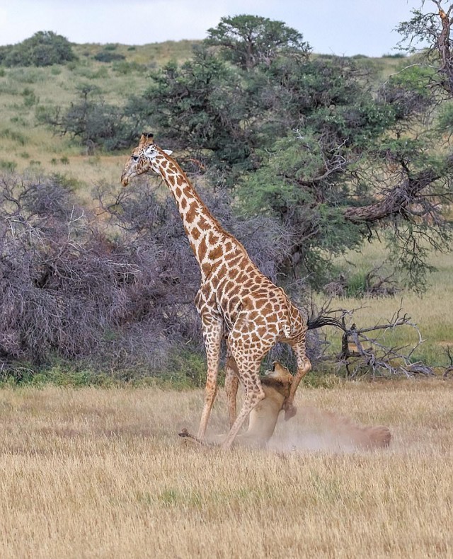 охота льва на жирафа