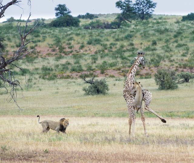 львы на охоте за жирафом