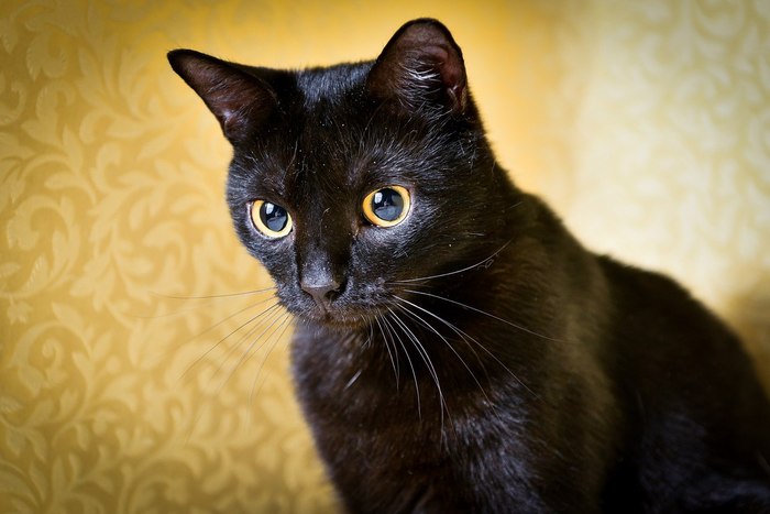 Marinka - Super, cat, Homemade, The photo, Black