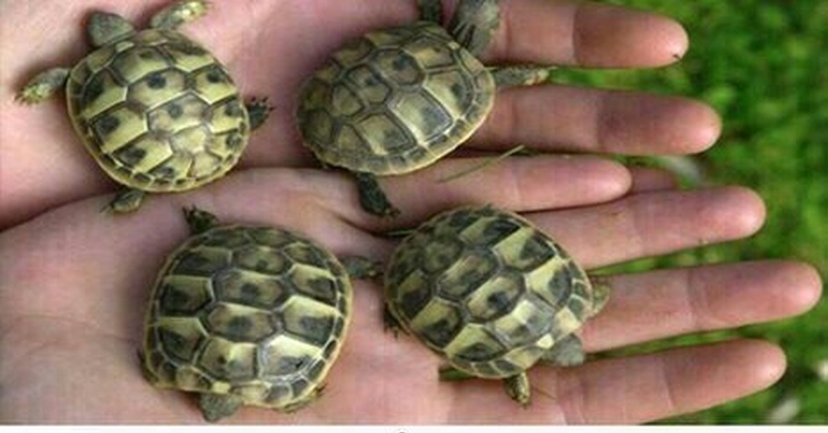 Черепахи много
