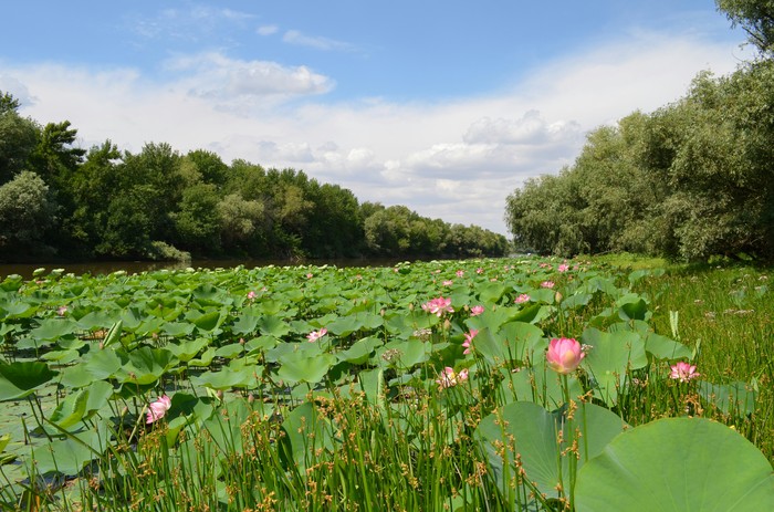 How we walked along Water Lilies and Lotuses ... - My, Lotus, Water lily, Volga, Delta, Astrakhan Region, The photo, Longpost