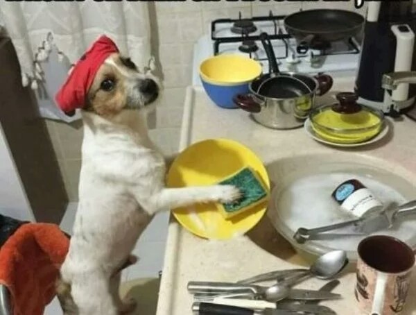 When our dog found out that we were going to send him to the village... - Dog, Cleaning, Help, Top, Up, Pet, Pets