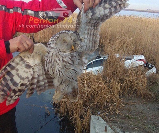 Owl vs jaguar - Owl, Crash, Chelyabinsk, Text, Images, Longpost