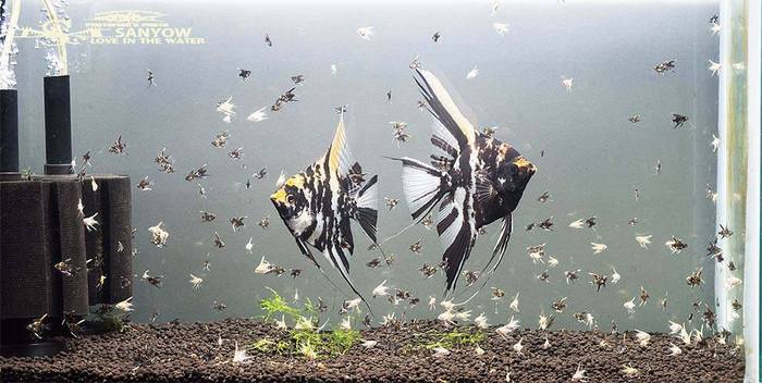 Calico angelfish - parents with juveniles. - Angelfish, Aquarium fish