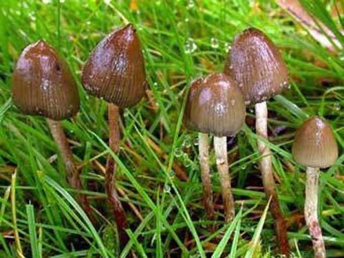 Valid excuse: to overcome the political split and restore a sense of community ... - USA, California, Mushrooms