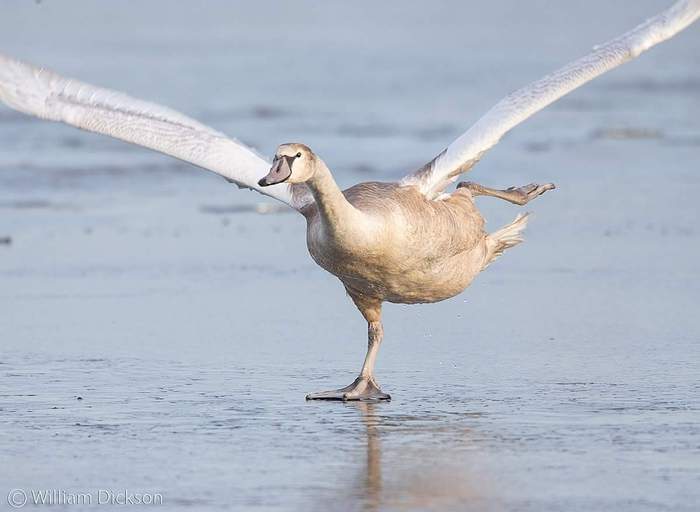 Double Toeloop, Triple Axel - Figure skating, Duck, Ice, Winter, Animals, Birds, Figure skaters