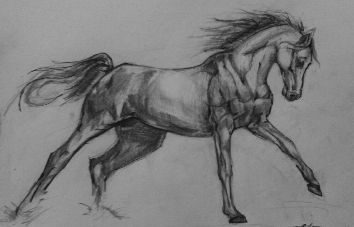 jock horse - My, Pencil drawing, Art, Drawing