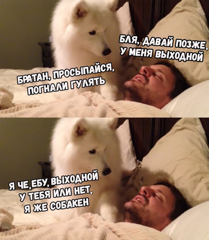 And so every weekend - Picture with text, Dog, Weekend